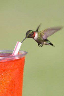 Let cool completely then pour in to feeder. Learn how to make your own hummingbird nectar ...