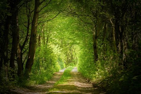 From Darkness To Light Forest Road Path Forest Path Forest Road Magic