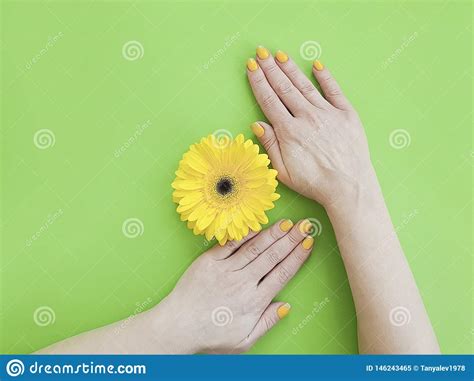 Female Hands Manicure Gerbera Stylish Elegance Flower On Colored Background Stock Image Image