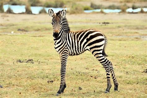 Little Zebra Tanzania Africa Isabella C Soniak Flickr