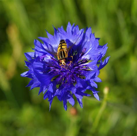 Flower Cornflower Blue · Free Photo On Pixabay