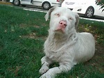 Beautiful Albino Rottweiler - Ruffington Post