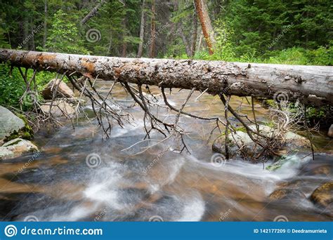 River Flowing Under Fallen Log With Trees Stock Image Image Of