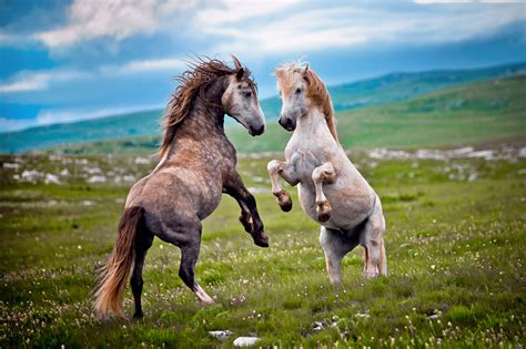 Facts About Horses Some Interesting Facts