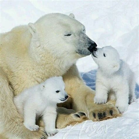 An Adult Polar Bear With Two Cubs On The Snow In Front Of Its Mother