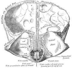 Superior Sagittal Sinus Wikipedia