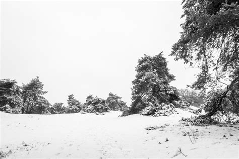 Photo Snow Trees In Nature Reserve Boshuizerbergen By William Mevissen