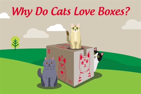 Why Do Cats Love Boxes Canine And Co