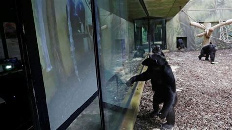 Chimps From Two Czech Zoos Are Zooming Each Other Every Day Cnn