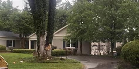 Can A Tree Survive A Lightning Strike Protection Tips