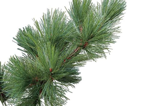 Short Needle Pine Tree Identification