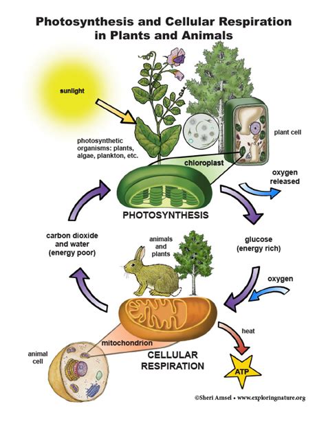 Photosynthesis And Cellular Respiration In Plants And Animals Giant