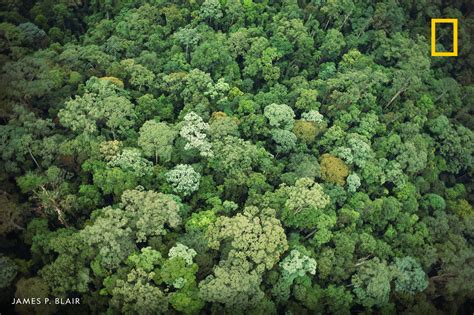 National Geographic On Twitter Aerial View Of The Vast Canopy Of A