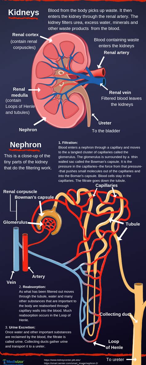 Kidneys And Blood Pressure Connection Biology Facts Study Biology