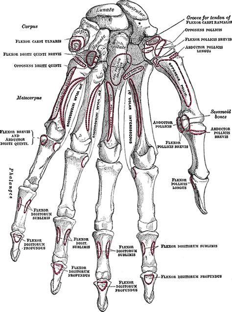 Bone Structure Of Hands