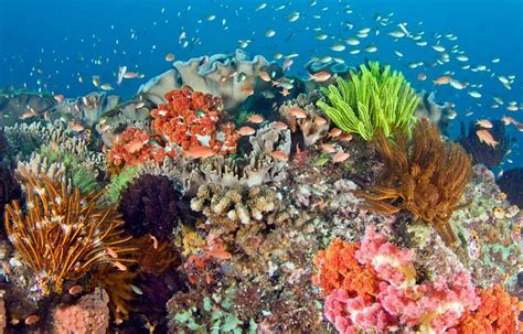 Indonesias Coral Reef Nature Pictures Wallpaper Hd Hair