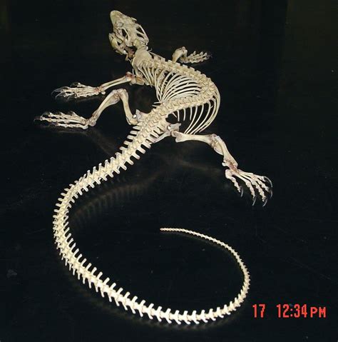 This Lizard Skeleton Is So Elaborate And Detailed Animal Skeletons