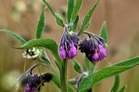 Wanneer je een moestuin hebt dan wordt deze niet zelden overwoekerd door zevenblad. SMEERWORTEL voor de soep of als groente UIT DE NATUUR of ...