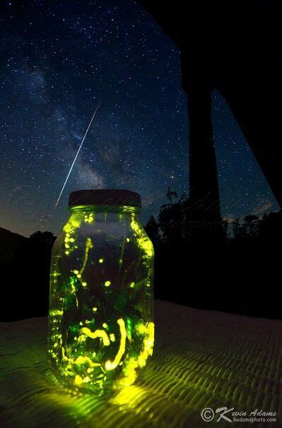 Catch Fireflies For Summer Fun Fireflies In A Jar Lighting Bugs