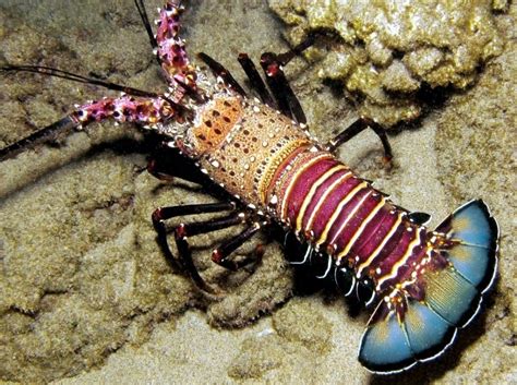Spiny Lobster Ocean Treasures Memorial Library