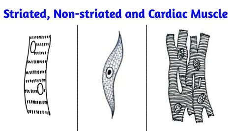 Cardiac Muscle Drawing