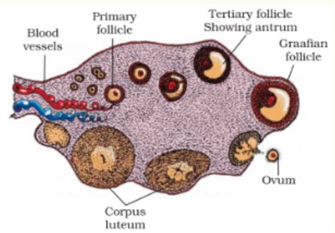 Draw A Labelled Diagram Of A Section Through The Ovary Showing