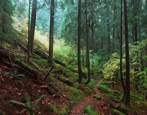 Deep Forest Path Photograph By David Lamb Pixels