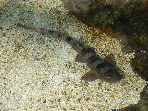The Online Zoo White Spotted Bamboo Shark