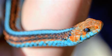 San Francisco Garter Snake Pet The Incredibly Beautiful San Francisco