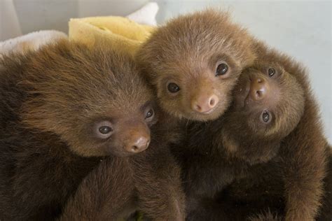 What Is A Group Of Sloths Called The Sloth Conservation Foundation