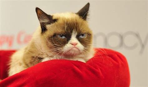 Grumpy Cat Is Worth More Than Most Hollywood Stars With £64m Fortune