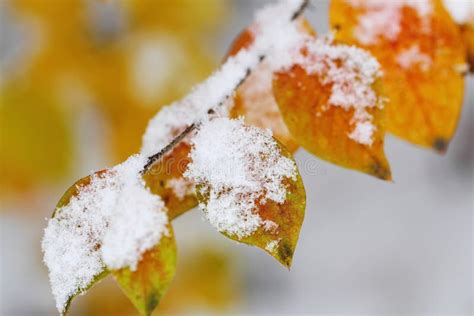 Autumn Leaves Covered With Snow Stock Image Image Of Frosty Season