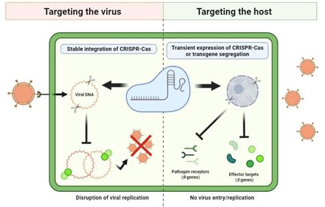 Development Of Crispr Cas Mediated Virus Resistance In Plants A