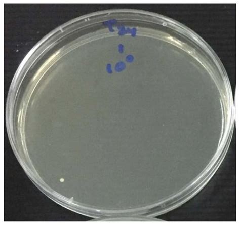 The Growth Of Candida Albicans Colonies After Application Of Tricalcium