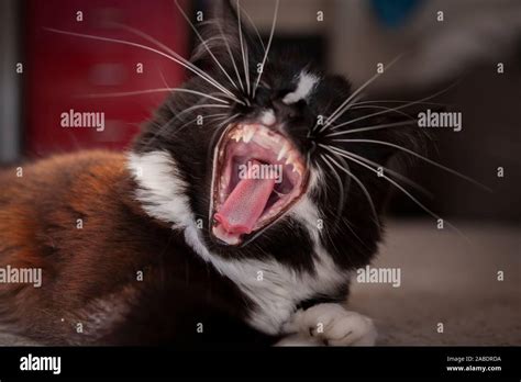 Inside Of A Cats Mouth Hi Res Stock Photography And Images Alamy