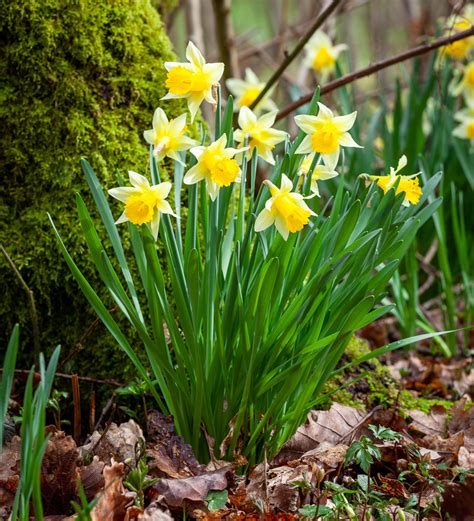Buy Narcissus Pseudonarcissus Lobularis Bulbs Wild Native Daffodils