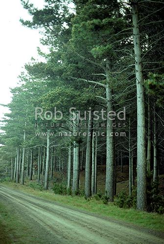 Mature Pine Trees In Plantation Forest Pinus Radiata Waiterere New