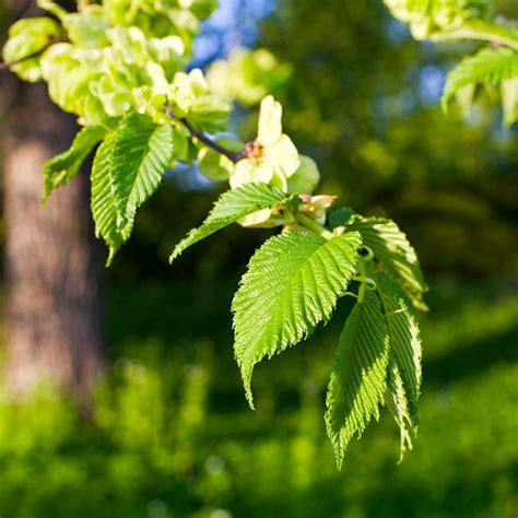American Elm Trees For Sale
