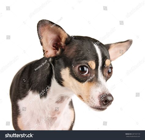 Cute Rat Terrier Chihuahua Mix Looking Stock Photo 287187170 Shutterstock