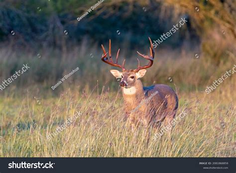 8351 Whitetail Buck Woods Images Stock Photos 3d Objects And Vectors