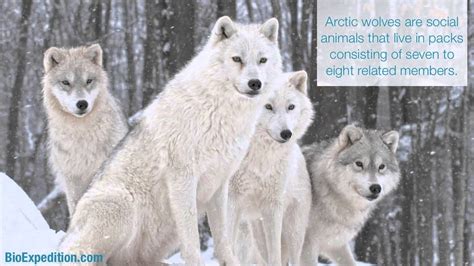 7 Pics Arctic Wolves Facts For Kids And View Alqu Blog