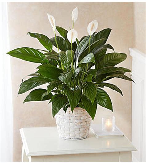 Peace Lily Plant For Sympathy Charlotte Nc Florist