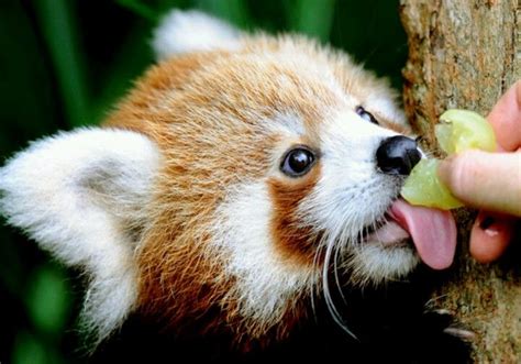 Red Panda Eating Cute Animals Baby Animals Cute Baby Animals