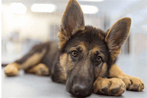 Are German Shepherds Good First Dogs Prepare Yourself The German
