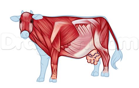 Its lower end helps create the knee joint. Cow Anatomy Drawing, Step by Step, Farm animals, Animals ...