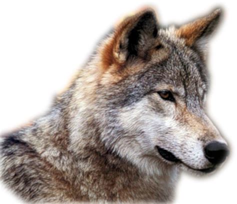 Maybe you would like to learn more about one of these? Wolf PNG Transparent Background Image for Free Download ...