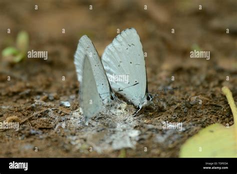 Butterflies And The Outdoors Hi Res Stock Photography And Images Alamy
