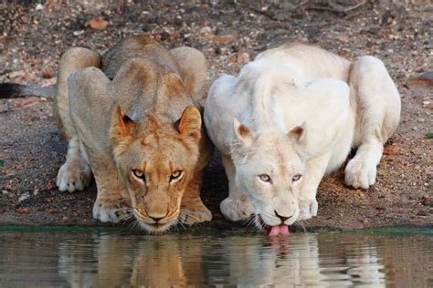 The White Lions Of Timbavati And Their Spiritual Powers