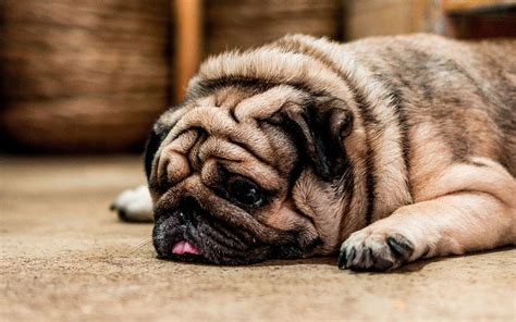 Pug Dog Protruding Tongue Sad Pet Hd Wallpaper Pxfuel