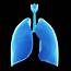 Human Lungs Photograph By Sebastian Kaulitzki